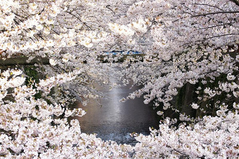 目黒川-桜.jpg